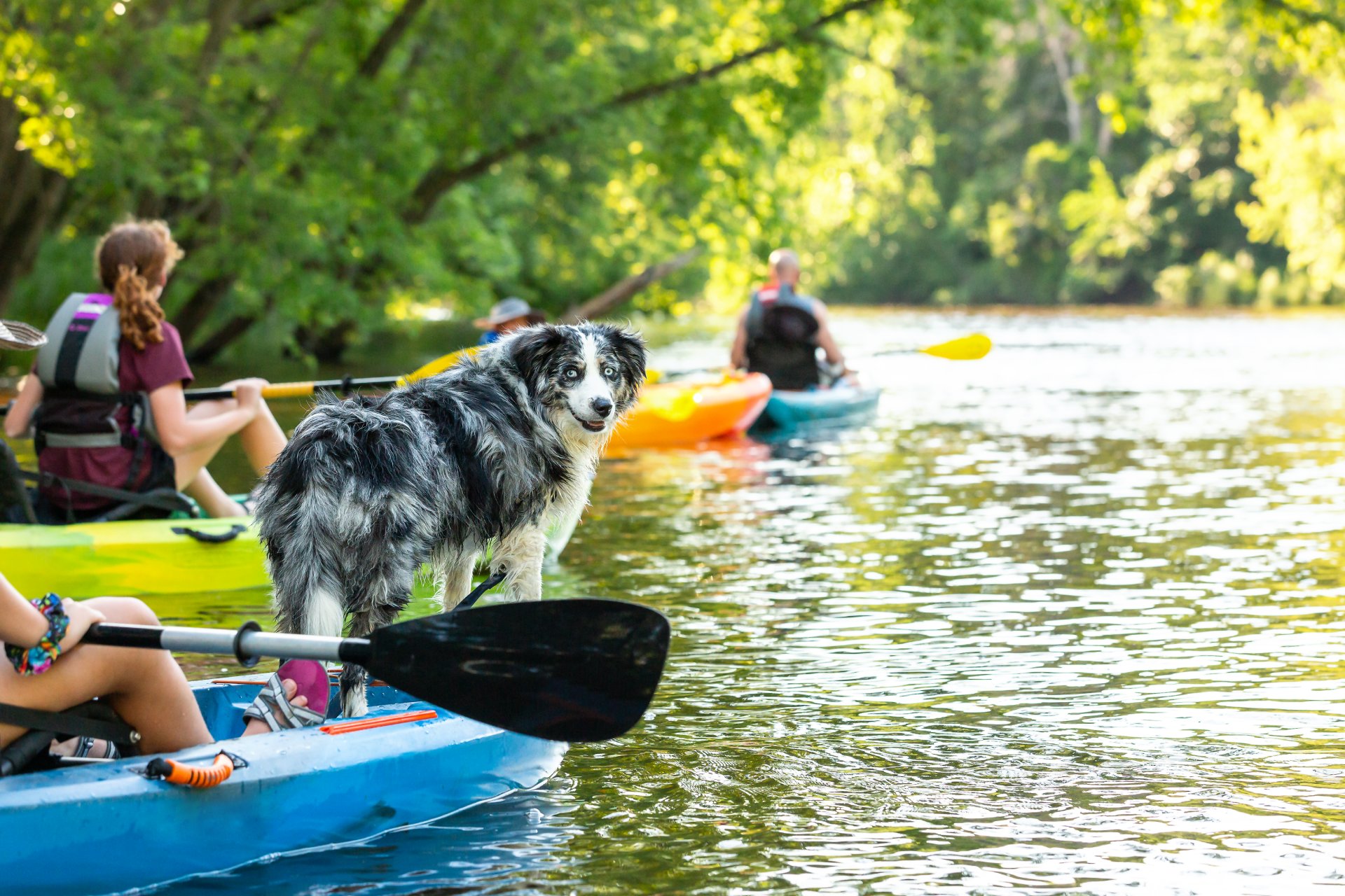 A dog in a lake