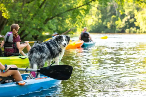 A dog in a lake