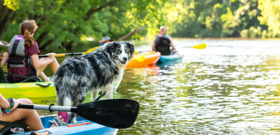 A dog in a lake